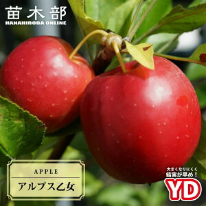 P c yYDAvXz 2N␫ؐږؕc XbgA ̔ y\̔z11{ח\