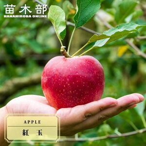 񂲕c ygʁz 2Nږؕc XbgA ̔