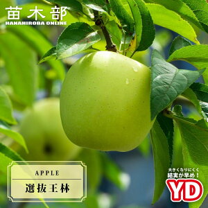 ��񂲕c�� �yYD�I�����сz 1�N���␫��ؐږؕc