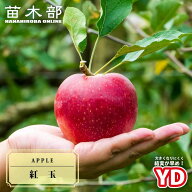 りんご苗木 【YD紅玉 2年生矮性台木接木苗 ロングスリット 鉢植え ■限定販売■ 【予約販売】10～11月頃…