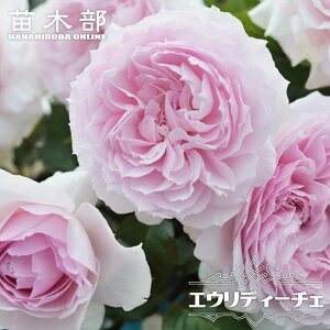 �l�G�炫�����o���c �y�G�E���f�B�[�`�F�z 2�N����c �o�^�i��E�i��o�^