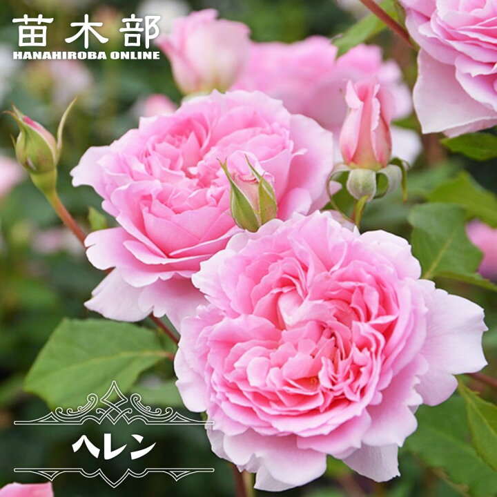 楽天市場】四季咲き半つるバラ 【ヘレン】 2年生大苗 登録品種・品種 