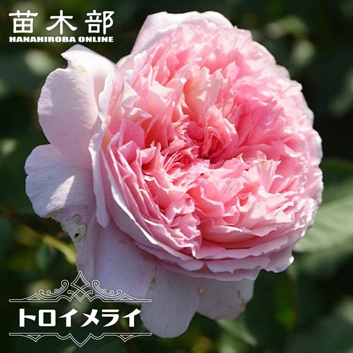 楽天市場】四季咲き半つるバラ苗 【トロイメライ】 2年生大苗 登録品種 