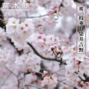  y}gz 1N ږؕc y\̔z12`N1ח\