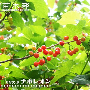 ڂ̖ yi|Iz 2Nږ OXbgA ̔ y\̔z11{ח\