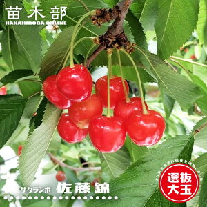 ڂ̖ yIʍсz 2Nږؕc OXbg A ̔ y\̔z11{ח\