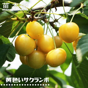 ڂ̖ yFTN{z 2Nږؕc XbgA ̔