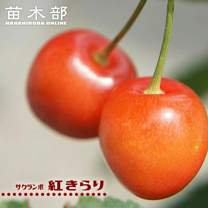 楽天市場】1本でなるさくらんぼの木 【紅きらり】 1年生接木苗 : 苗木 