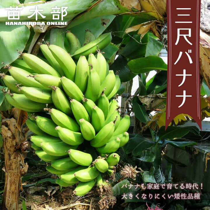 楽天市場】バナナの木 【三尺バナナ】 □本数限定 大サイズ□ 6号 