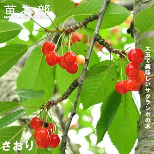1本でなるさくらんぼの木 【さおり】 3年生接木1m大苗 【産地で剪定済 1.0m苗】