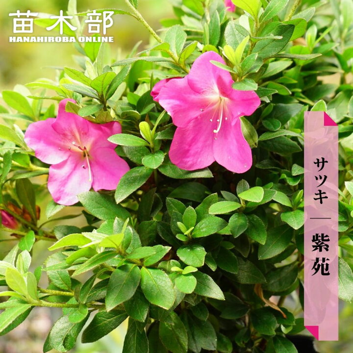 楽天市場】さつき 苗 【紫苑/しえん】 4号ポット苗 単品 or 4本セット 