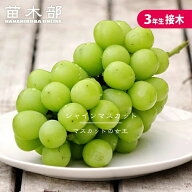 【シャインマスカット】 ぶどう 3年生接木大苗 1.1m苗 ウィルスフリー 登録品種・品種登録