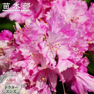 mVNiQ yhN^[GYz 5A x炫