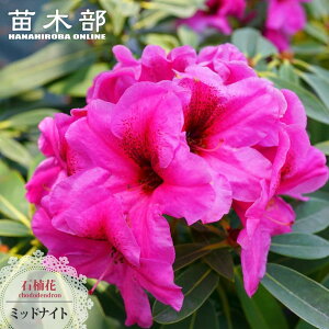 mVNiQ y~bhiCgz 5A x炫