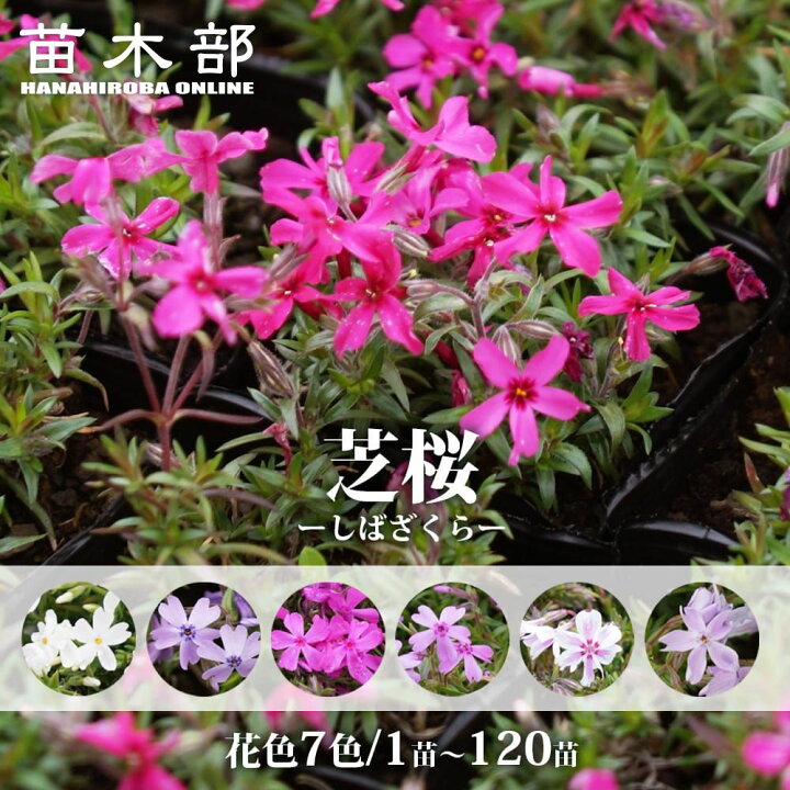 楽天市場】芝桜 苗 1株・10株セット・20株セット・40株セット・80株