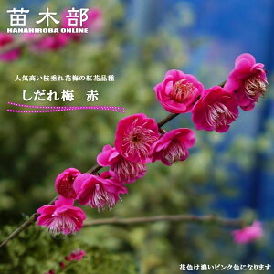 y}~ ԁz Ԕ~ 1Nږؕc yϏ܉Ԗ؁z y\̔z12`1ח\