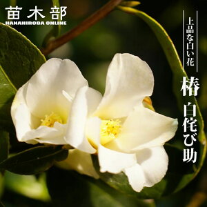  c ŷя iVrXPjz ږ A J 12`3