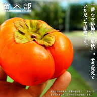 柿の苗木 【早秋柿】 完全甘柿 2年生接木苗 スリット鉢植え ■限定販売■ 登録品種・品種登録 【予約販売…