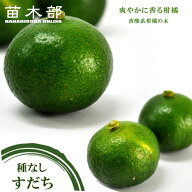 【種なしすだち】3年生接木大苗 【産地で剪定済 1.0m苗】 【予約販売】10～11月頃入荷予定
