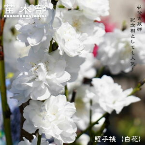 yƎ蔒z ԓ  2N ږ |bgc yϏ܉Ԗ؁z