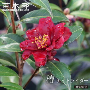  c yiCgC_[z ږ A J 3`4