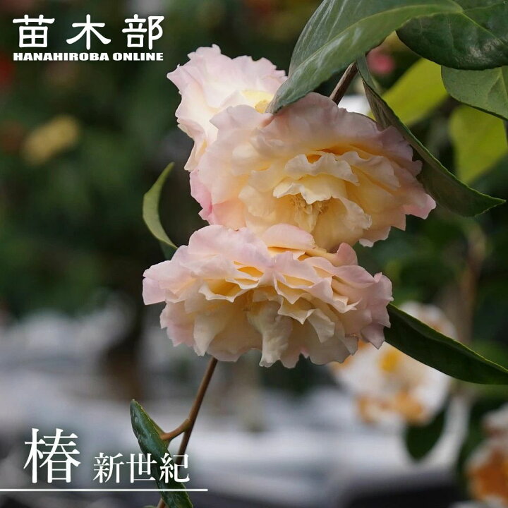 楽天市場】椿 苗 【新世紀】 接木 白鉢植え 開花 2～4月頃 : 苗木部 