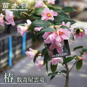  c y񉮉_z ږ A J12`3