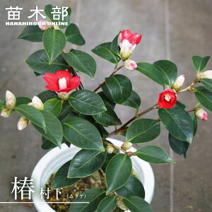 �� �c �y���� �i�����Q�j�z �ږ� �����A�� �J�� 1�`3����