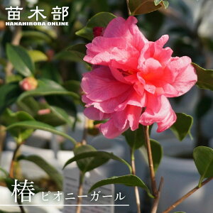  c ysIj[K[z ږ A J 1`4