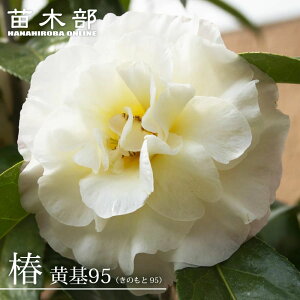 �� �c �y���� 95 �i���̂��� 95�j�z �ږ� �����A�� �J�� 3�`4��