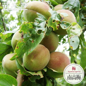 ~̕c y썂~z ~  2Nږؕc XbgA ̔