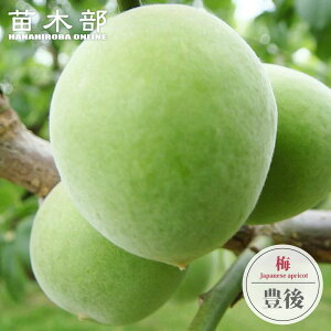 ~̕c yL~ z ~  3N ږ1mc yYnř 1.0mcz