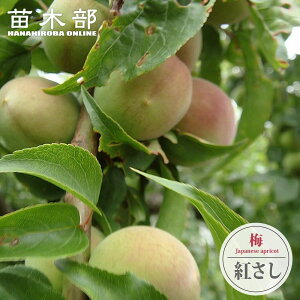 ~̕c ygf igAׂɂjz ~  1Nږؕc