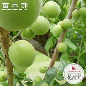 ~̕c yԍz ~  1Nږؕc y\̔z12`N1ח\