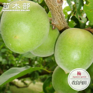 ~̕c yǓcz ~  1Nږؕc