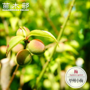 �~�̕c�� �y�b�B���~�z ���~ ���� 1�N���ږؕc