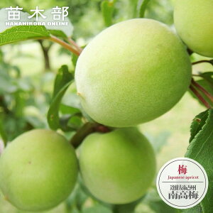 ~̕c yIIB썂~z ~ 2Nږؕc OXbg A ̔