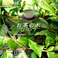 お茶の木 【ヤブキタ茶】 5号ポット苗 単品 or 4本セット or 8本セット or 植え付け用土とのセット販売