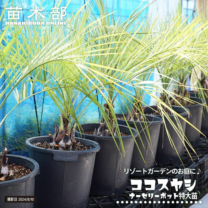 楽天市場】ヤシの木 【ココスヤシ】 ナーセリーポット植え 特大苗 大型 