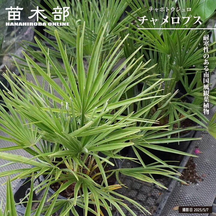 楽天市場】ヤシの木 チャメロプス 【フミリス セリフェラ】 5号ポット 