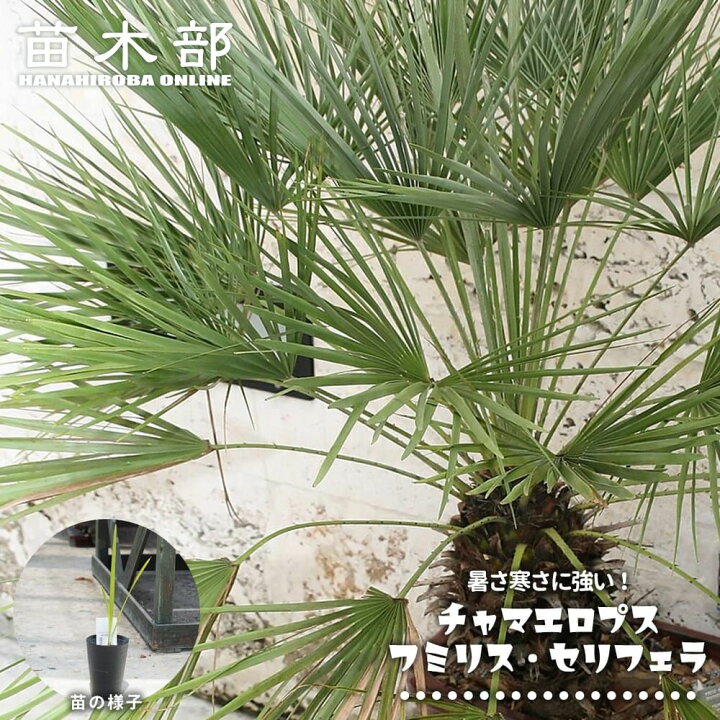 楽天市場】ヤシの木 チャメロプス フミリス セリフェラ 3号ポット苗 