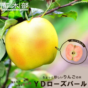 񂲕c y[Yp[z 2Nږؕc XbgA ̔