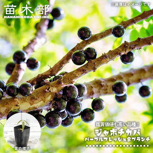 �W���{�`�J�o �y�p�[�v���t���b�V�����u�����`�z 3���|�b�g�c ����