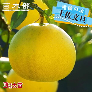 【土佐文旦】 3年生接木大苗 【予約販売】10月下旬頃入荷予定