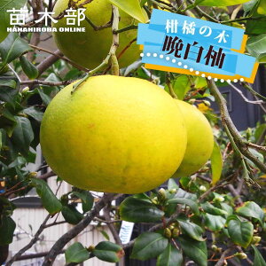 yӔMz c U{ 2Nږؕc y\̔z12{ח\