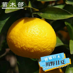 yÉāz 2Nږؕc Ȃ݂