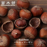 【ハレシェリーゼン】 ヘーゼルナッツ 3年生 挿し木大苗 【予約販売】10～11月頃入荷予定