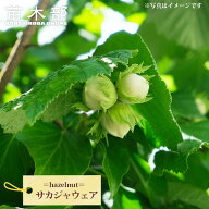 【サカジャウェア】ヘーゼルナッツ 3年生 挿し木大苗 【予約販売】10～11月頃入荷予定