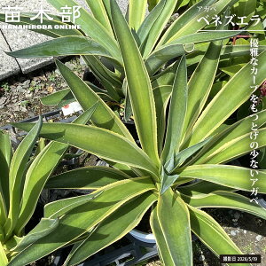観葉植物 アガベ ベネズエラ」の人気商品一覧・価格比較 - 価格.com