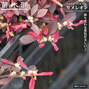 �A���e���i���Z�� �y�J�����I���z 3���|�b�g�c